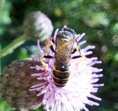 Philanthus triangulum
