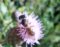 Philanthus triangulum