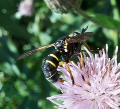 Philanthus triangulum