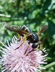 Philanthus triangulum