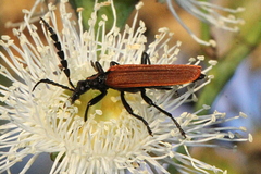 Pseudolycus torridus