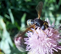 Philanthus triangulum