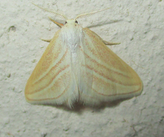 Acidaliastis bicurvifera