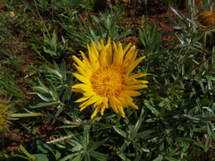 Berkheya zeyheri zeyheri