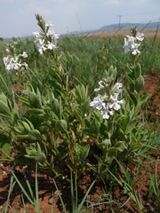 Chascanum latifolium