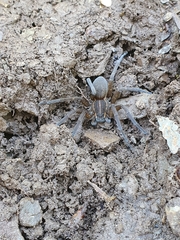 Dolomedes instabilis