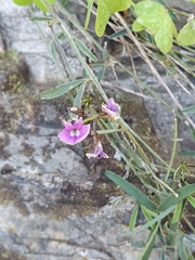 Glycine rubiginosa