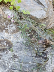Glycine rubiginosa