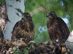 Buteo buteo