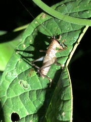 Eschatoceras spinifrons