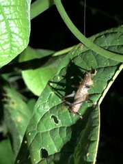 Eschatoceras spinifrons