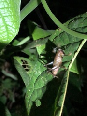 Eschatoceras spinifrons