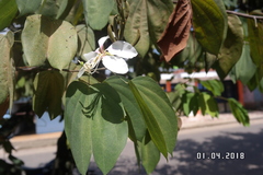 Bauhinia aculeata