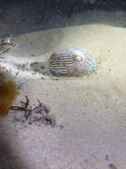 Sepioloidea lineolata