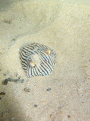 Sepioloidea lineolata