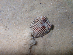 Sepioloidea lineolata