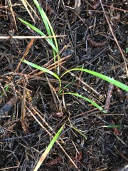 Dianella nigra