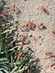 Pogonomyrmex californicus