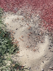 Pogonomyrmex californicus