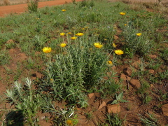 Berkheya zeyheri zeyheri