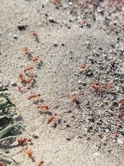 Pogonomyrmex californicus