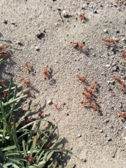 Pogonomyrmex californicus