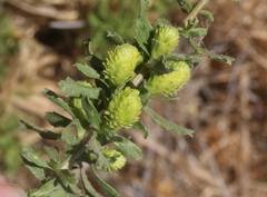 Procecidochares blanci