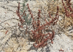 Rumex dentatus