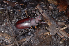 Lucanus formosanus