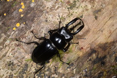 Pseudorhaetus sinicus concolor