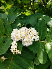 Sorbus sitchensis sitchensis