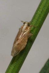 Laodelphax striatella