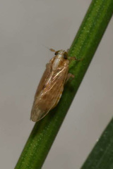 Laodelphax striatella