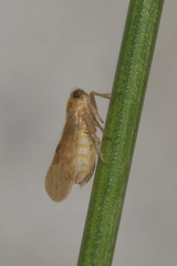 Laodelphax striatella