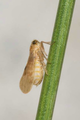 Laodelphax striatella