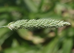 Phalaris caroliniana