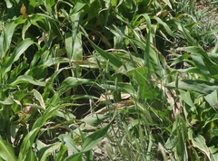 Phalaris caroliniana