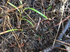 Dianella nigra