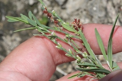 Polygonum argyrocoleon