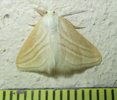 Acidaliastis bicurvifera