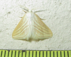 Acidaliastis bicurvifera