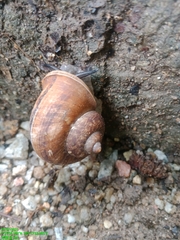 Cyclophorus punctatus