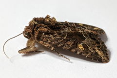 Neumichtis spumigera