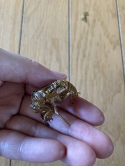 Graptopsaltria nigrofuscata