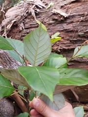 Elaeocarpus sedentarius