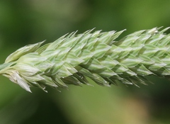 Phalaris caroliniana