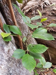 Elaeocarpus sedentarius