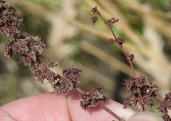 Rumex dentatus