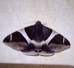 Bastilla crameri
