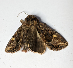 Neumichtis spumigera